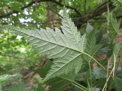 Acer argutum