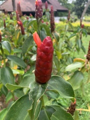 Costus woodsonii
