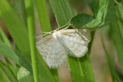 Idaea pallidata