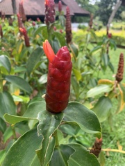 Costus woodsonii