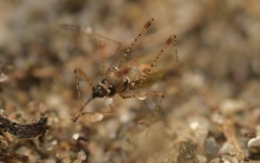 Gampsocoris punctipes