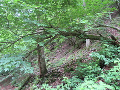 Acer argutum