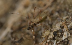 Gampsocoris punctipes