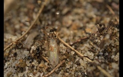 Gampsocoris punctipes