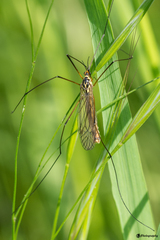 Nephrotoma flavescens