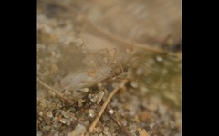 Gampsocoris punctipes