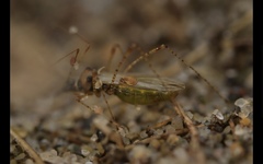 Gampsocoris punctipes