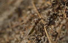 Gampsocoris punctipes