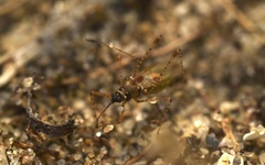 Gampsocoris punctipes