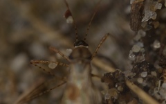 Gampsocoris punctipes