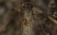 Gampsocoris punctipes