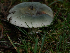 Russula iterika