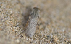 Acrosathe annulata