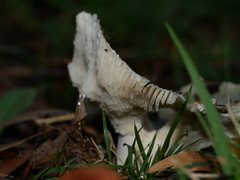 Russula iterika