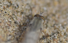 Acrosathe annulata