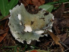 Russula iterika