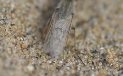 Acrosathe annulata