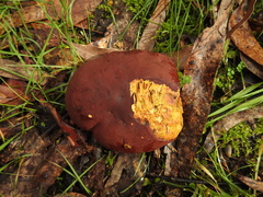 Phlebopus marginatus