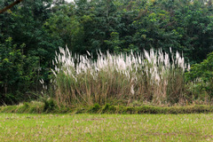 Saccharum spontaneum