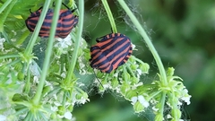 Graphosoma italicum italicum