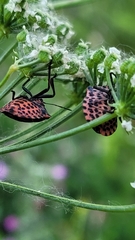 Graphosoma italicum italicum