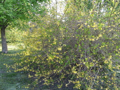 Forsythia europaea