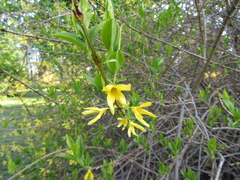 Forsythia europaea