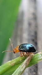 Podagrica fuscicornis