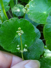 Hydrocotyle prolifera