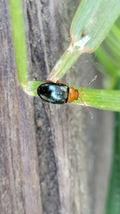 Podagrica fuscicornis