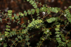 Pultenaea spinosa
