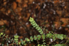 Pultenaea spinosa
