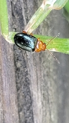 Podagrica fuscicornis