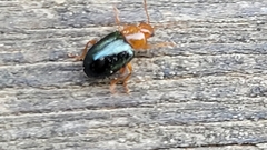 Podagrica fuscicornis