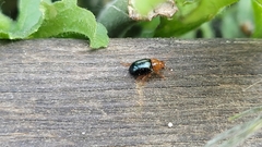 Podagrica fuscicornis