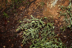 Pultenaea spinosa