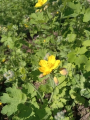 Chelidonium majus