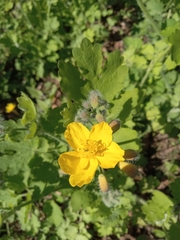 Chelidonium majus