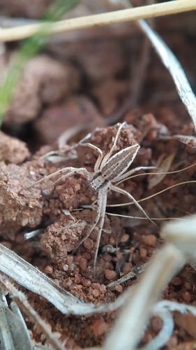 Tibellus chaturshingi