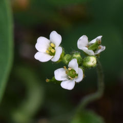 Draba arabisans