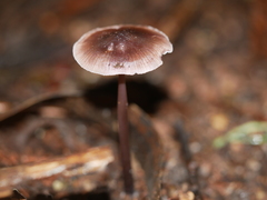 Mycena vinacea