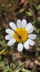 Episyrphus balteatus