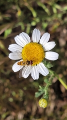 Episyrphus balteatus
