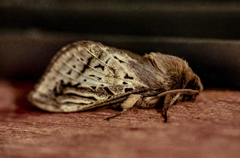 Oxycanus antipoda