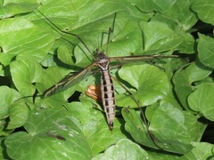 Tipula vittata