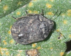 Psacasta tuberculata