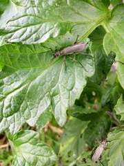 Epicauta curvicornis