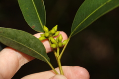 Eucalyptus major