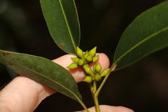 Eucalyptus major