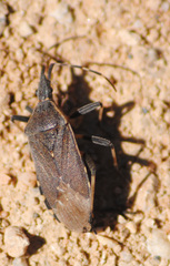 Dicranocephalus marginicollis